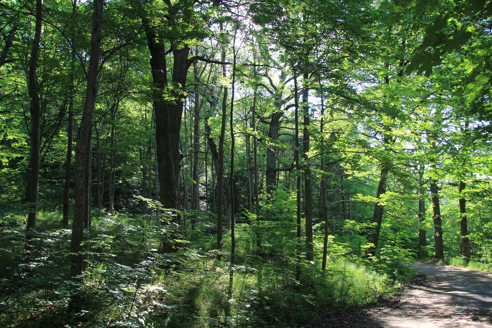 Lundmiljö med lövträd på sommaren.