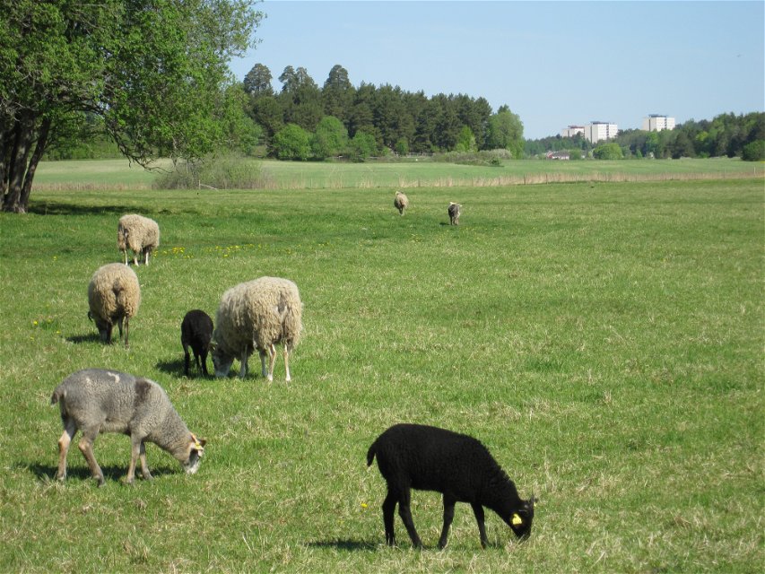 En flock får betar i en dal med mycket grönt gräs.