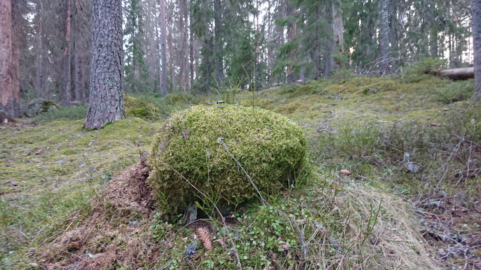 Rönnåsslingan