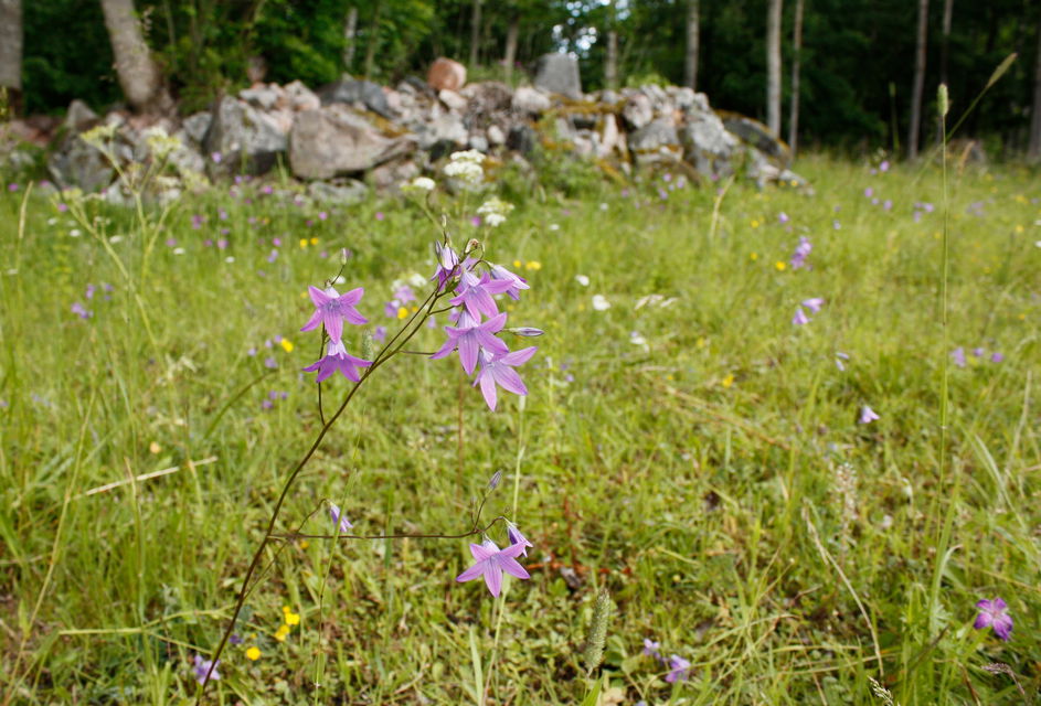 Närbild av en lila blomma på en äng.