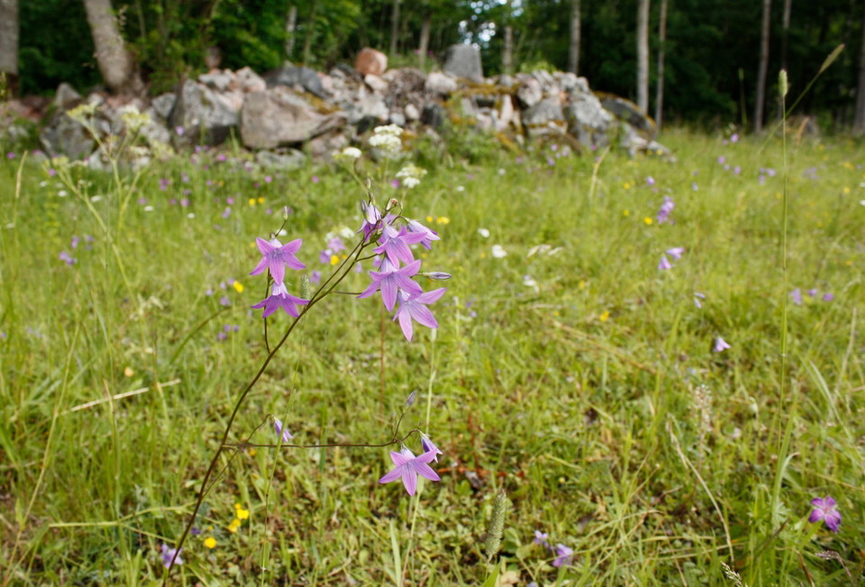 Närbild av en lila blomma på en äng.