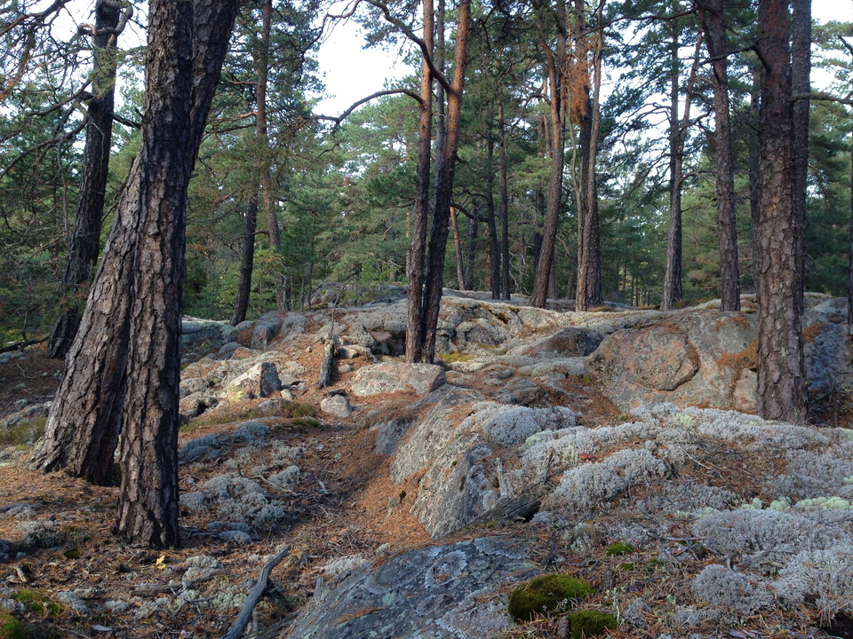 I hällmarkstallskogen finns rikligt med gammal tall med pansarbark och solbelysta stammar.