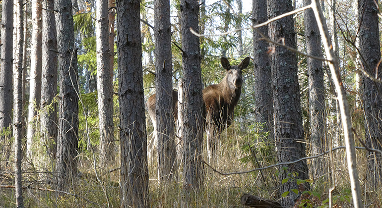 Älg i tallskog. Foto Jenny Sander.