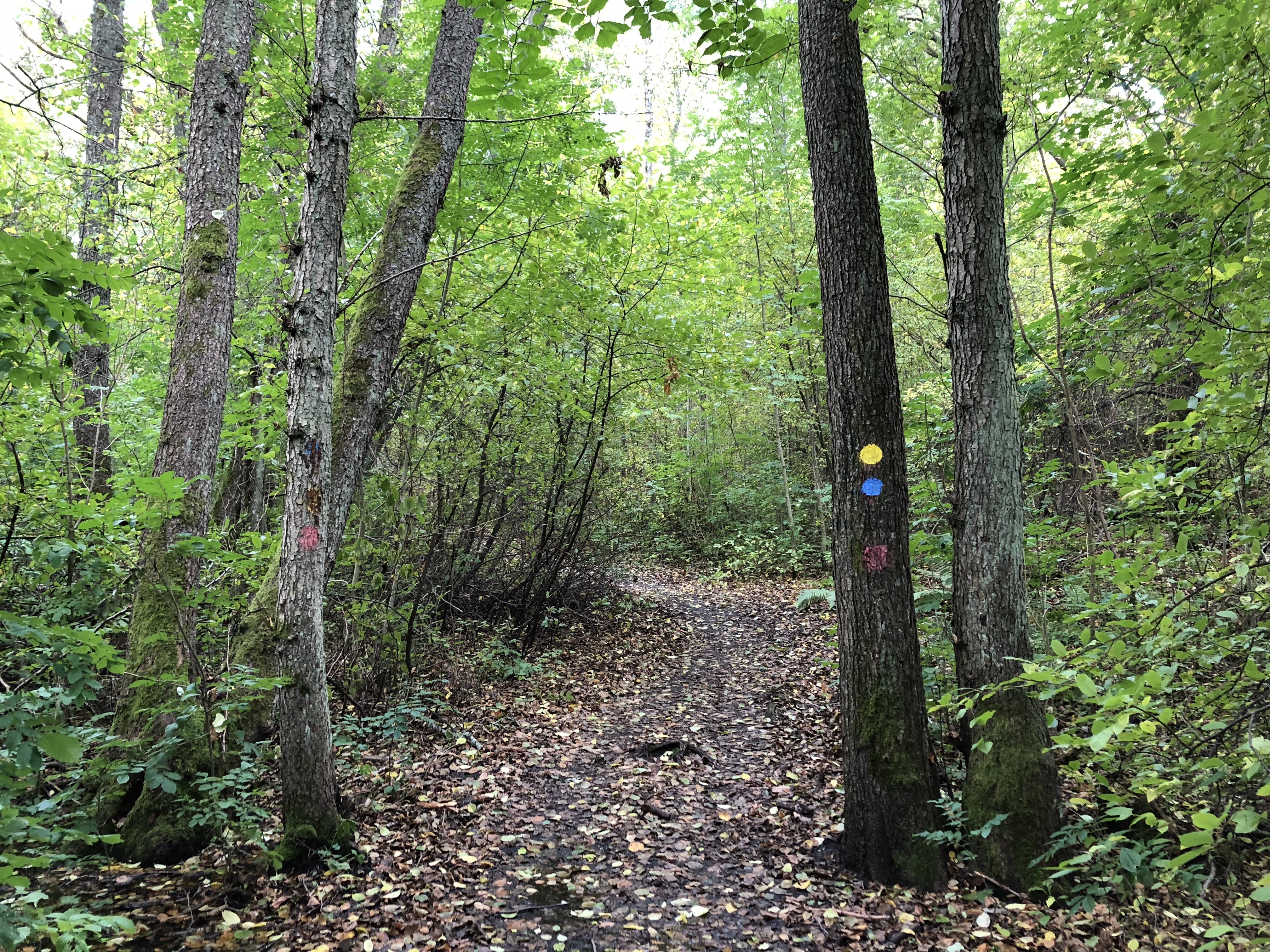The Blue Trail