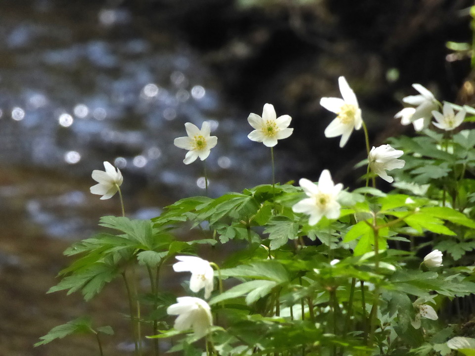 Vitsippor blommar längs Öjenäsbäcken på våren