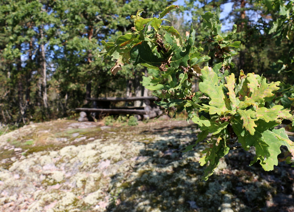 Eklöv i förgrunden och bord med bänkar i bakgrunden.