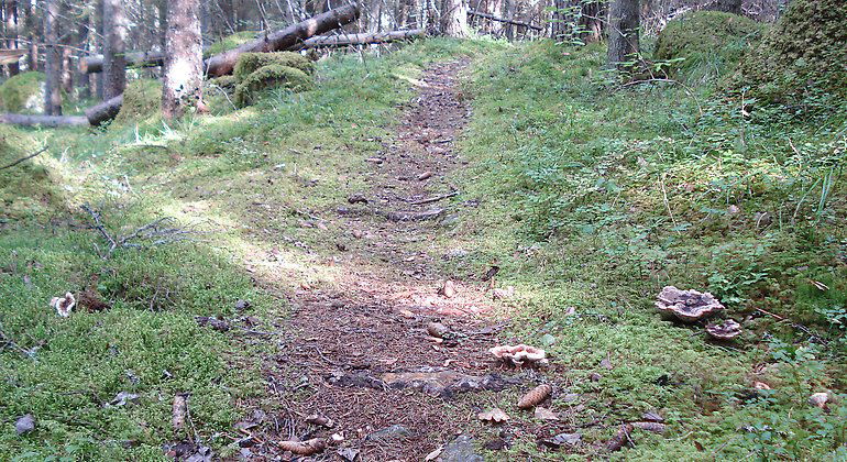 I Näsets naturreservat kan du vandra längs med stigarna. Vid sidan om stigen växer taggsvamp.