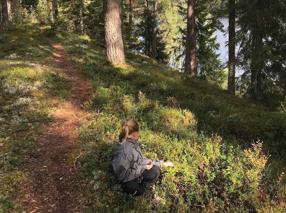 Blåbärsplockning Långtjärnarna