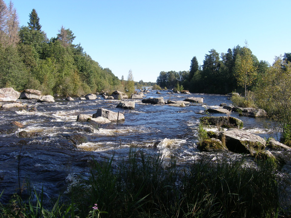 En bred och ström vattenfors med flera stora stenar. På båda sidorna av forsen är det tät skog.