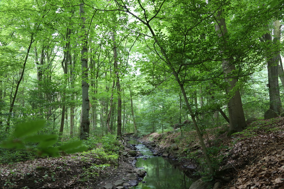 Väla bäck rinner sakta genom Duvestubbeskogen.