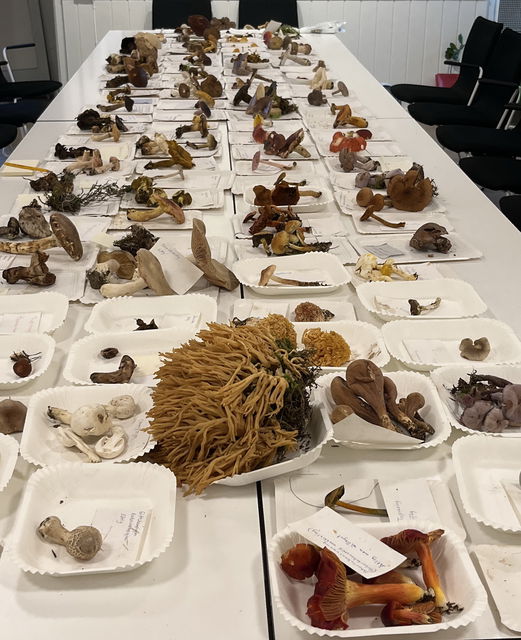 Svamputställning på Linköpings Naturcentrum