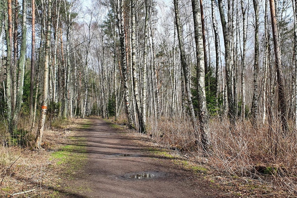 Typisk sträcka längs Slätmossen. Foto: Tiina Laantee