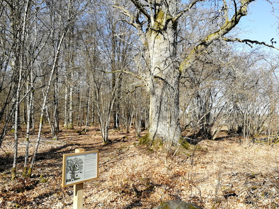 Ek med naturvärden