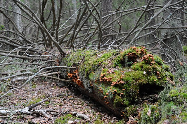 Skogsstigen i Farstanäs naturreservat