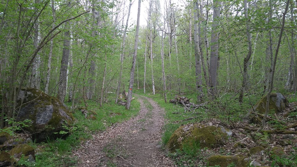 En bred och ojämn naturstig går genom lövskog. I förgrunden finns stenblock och en ledmarkering är målad på en trädstam.