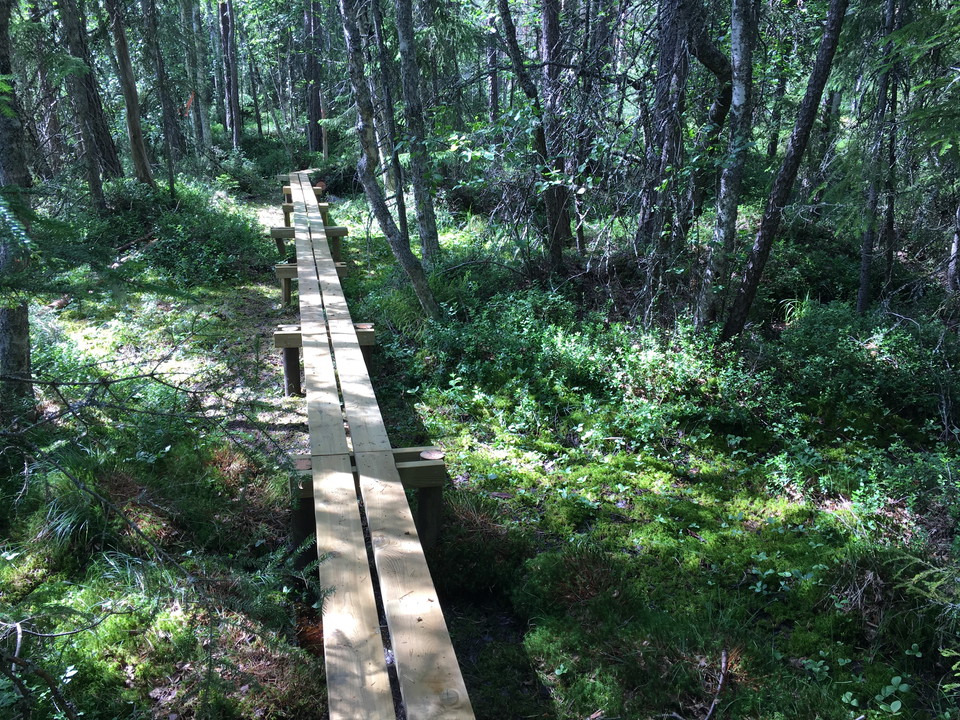 Spång längs Kroksmossen