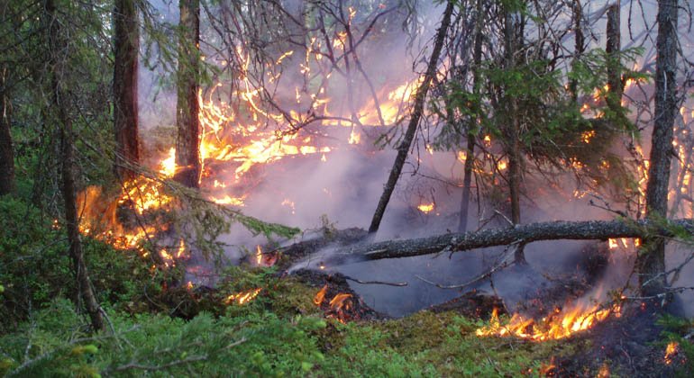Naturvårdsbränning i Jämtgaveln 2018.