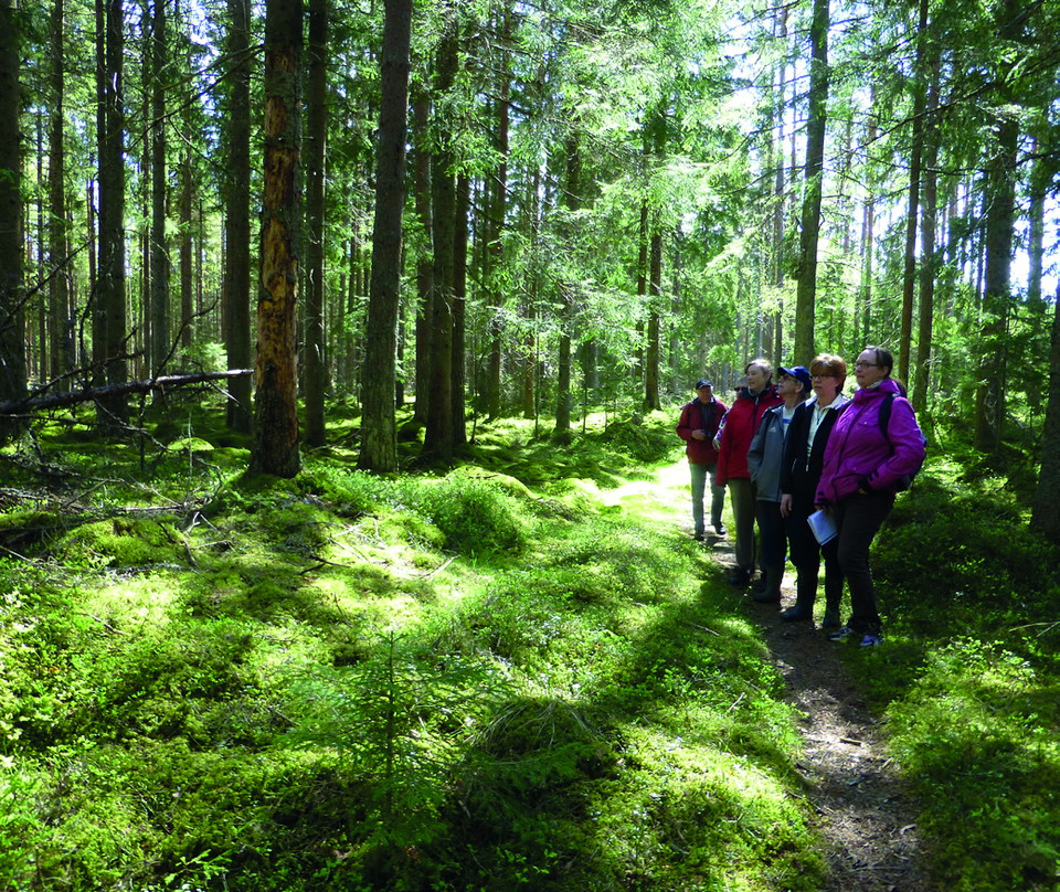 Vandrare i solig skog