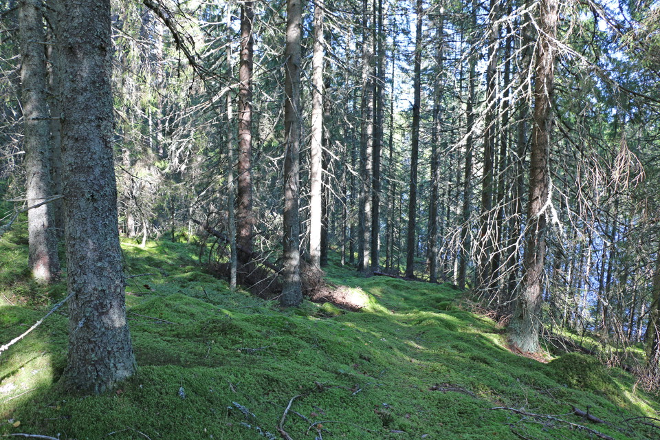 Mossbeklädd mark med träd.