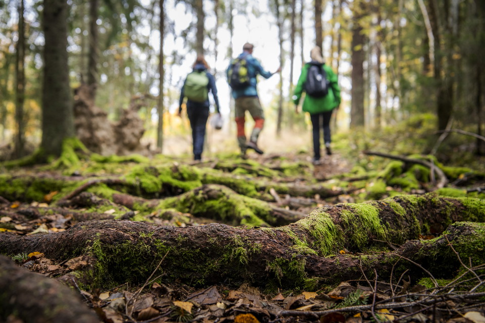 Mäktiga rötter och mäktig gruvhistorik.