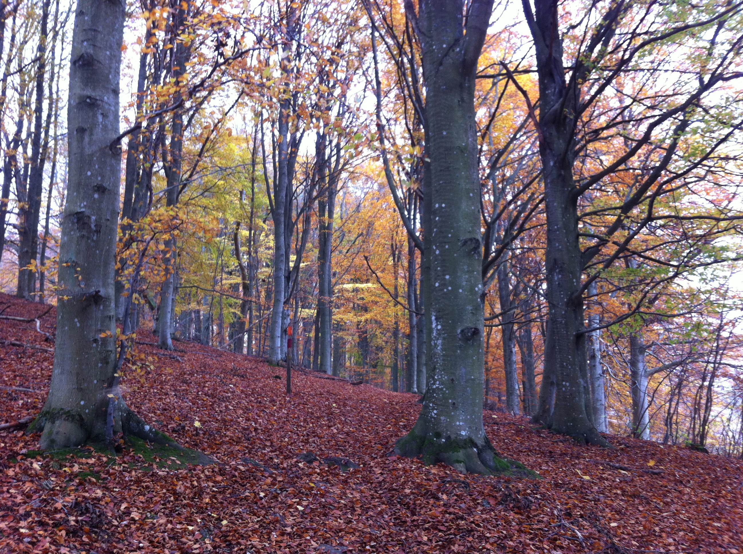 Höst i bokskogen