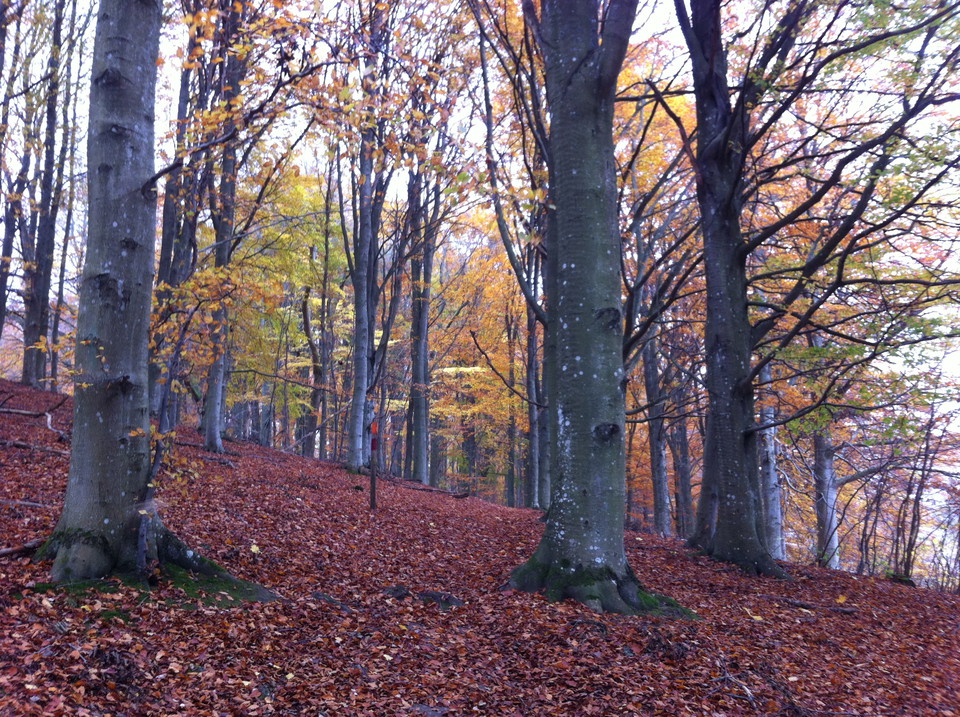 Höst i bokskogen