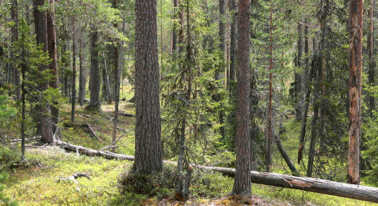 Norrdal.