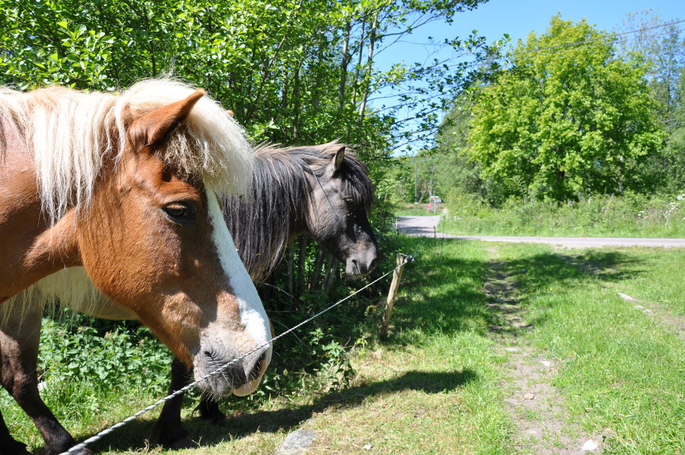 Fotograf: Mattias Holmquist