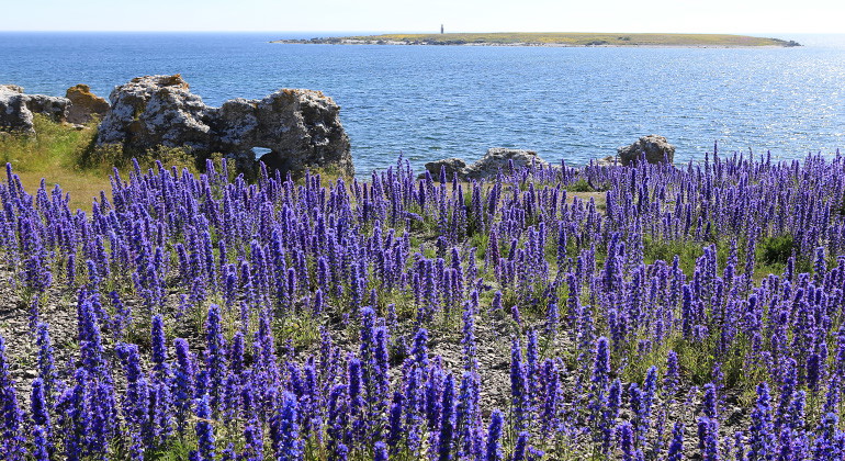 Utsikt mot Heligholmen. I förgrunden blommar blåelden.