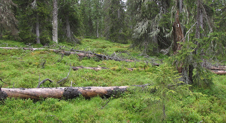 Bellunåive.