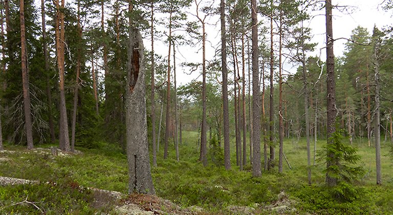 Rävåsen, Naturreservat