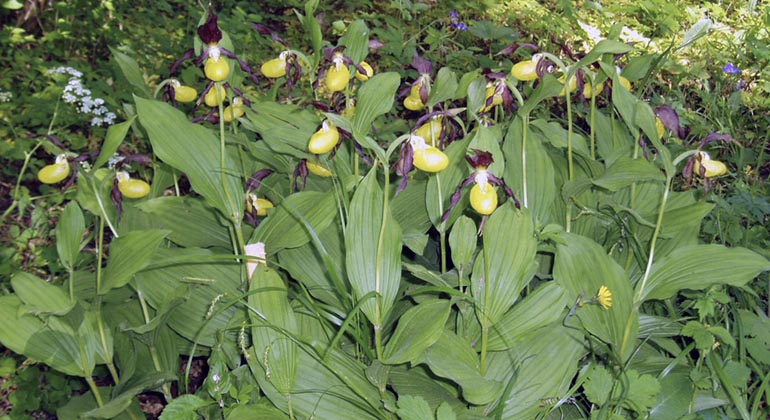 Guckuskor i Latorpsängarna.