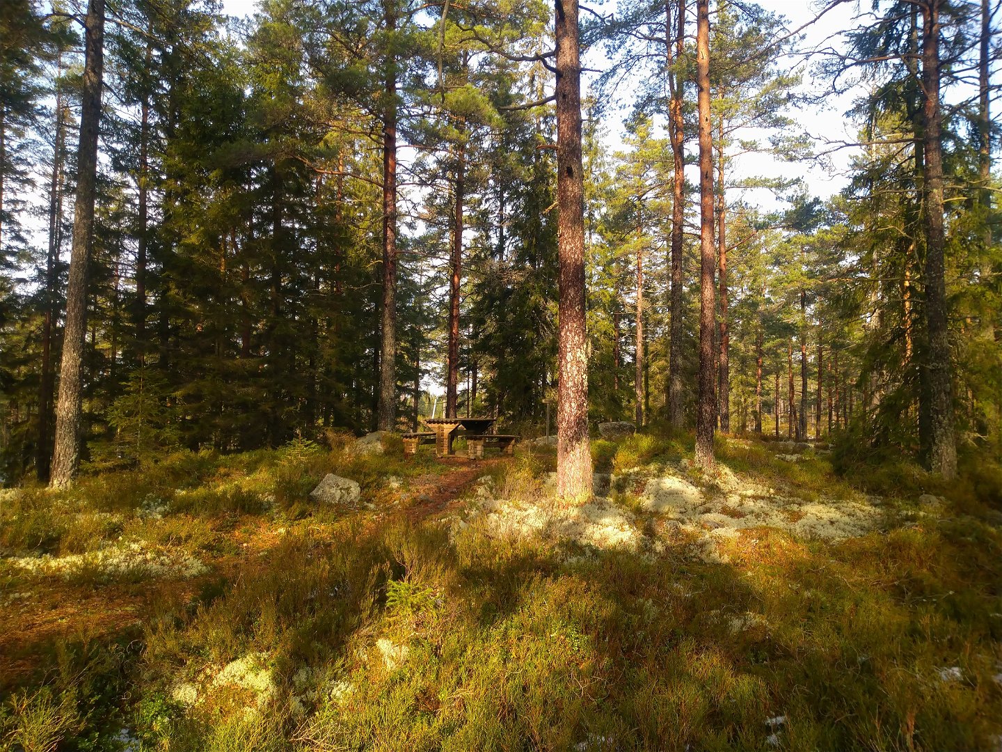 Skog med tallar och ljung