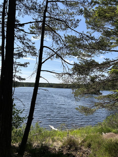 Bild: Sveaskog