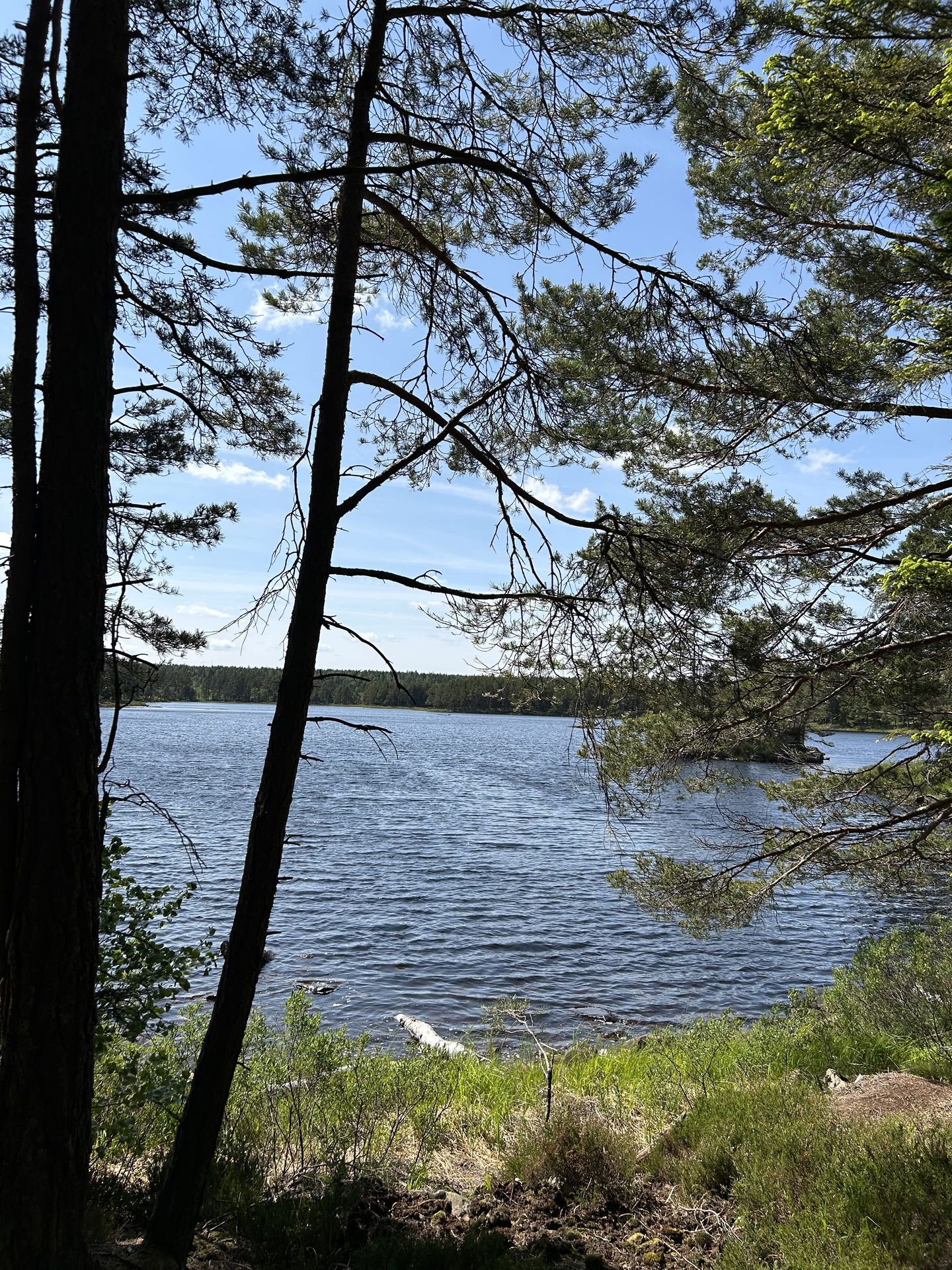 Bild: Sveaskog
