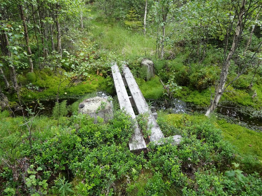 Spång som ligger över liten bäck som ringlar sig genom skogen.