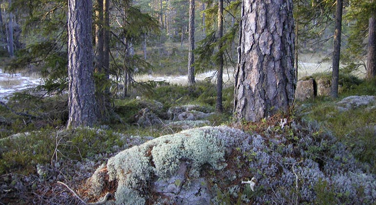 Gammeltallar i Ånnarote.