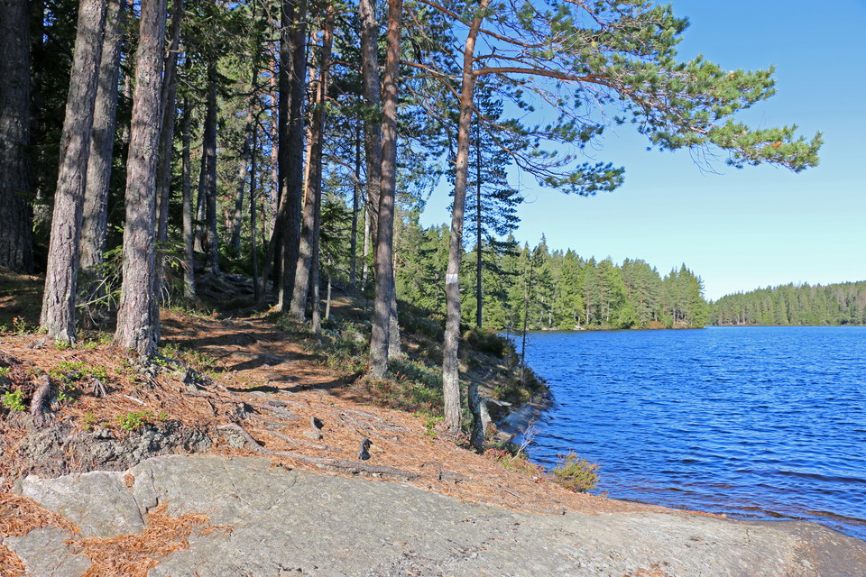 Klippblock i vik. Tallar höjer sig över vattnet.