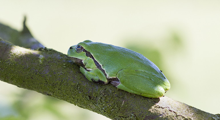 Lövgroda.