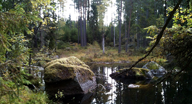 Skogstjärn.