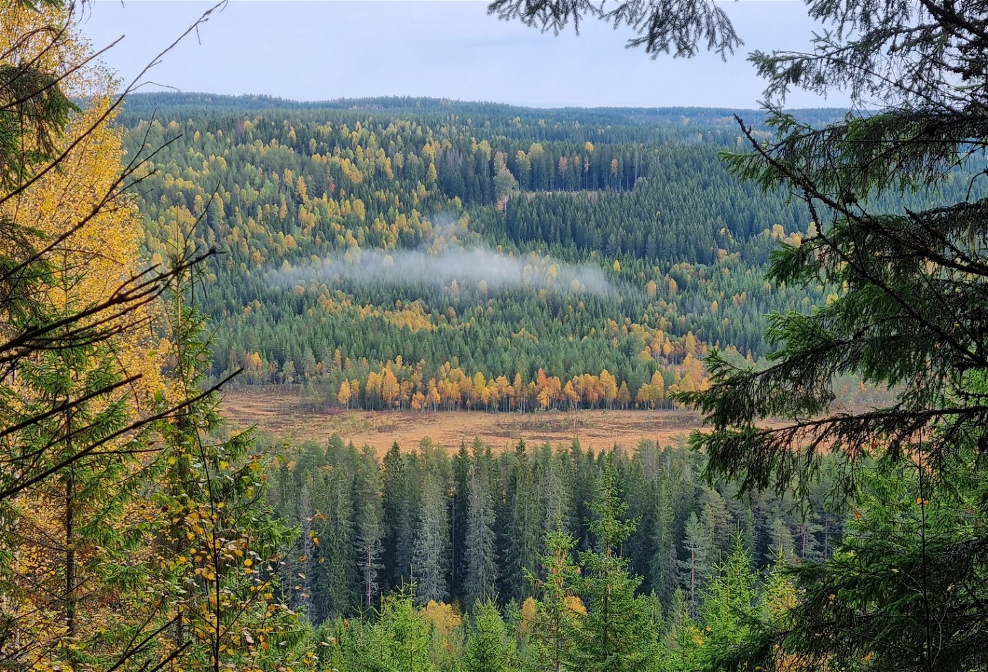 Vast view of coniferous forest and mires.