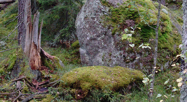 Skogen i Björnnäset