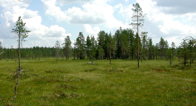 På Skrebbmyran kan du möta gulärlan som påminner om sädesärlan, både till formen och beteendet.