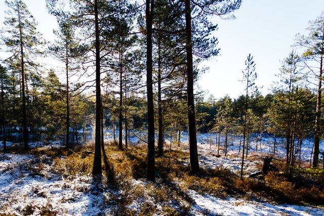 Fågelmossens nature reserve