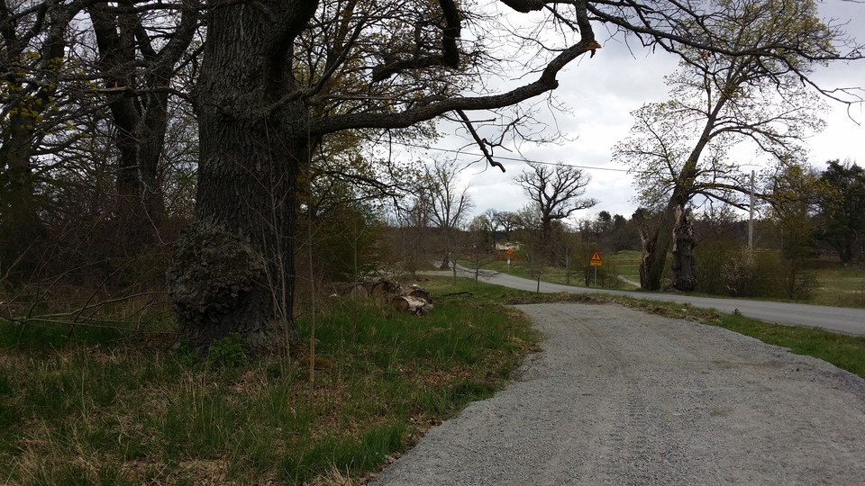 Ekmiljöer vid Ekholmsnäs 6 km in i Lidingöloppet. Foto Lidingö stad