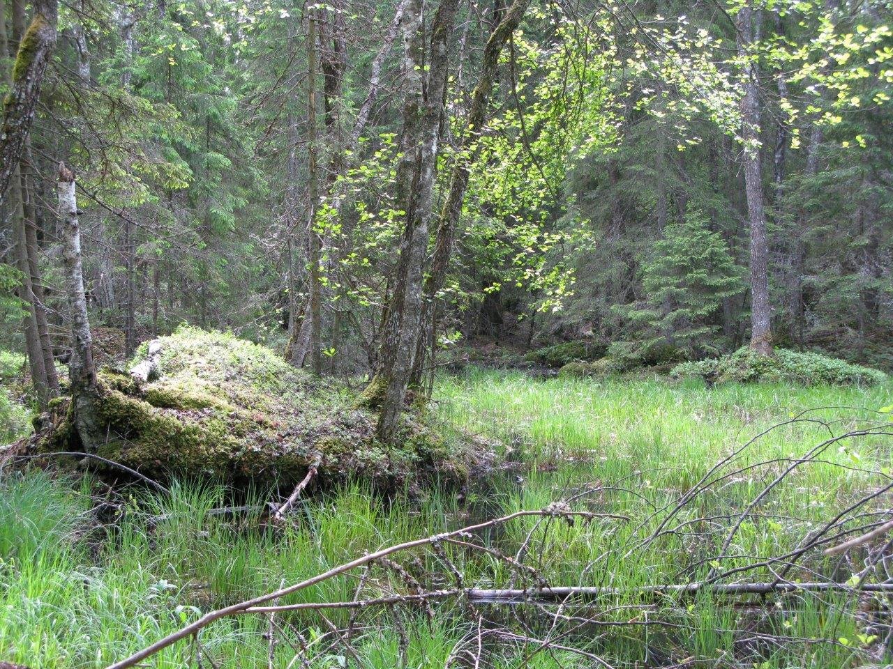 I en tät skog finns i en liten glänta med mycket fuktig mark. 