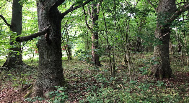 Isgärde kustlövskog, Naturreservat