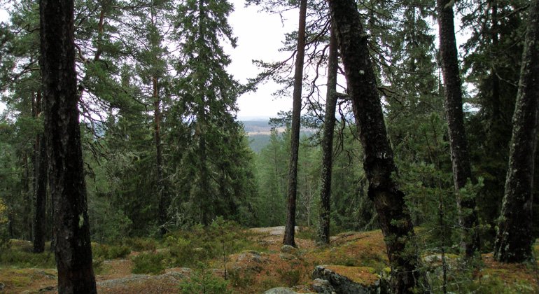 Utsikt från berg i Hohällans naturreservat.