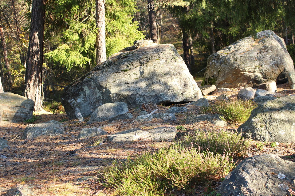Stenar i skog