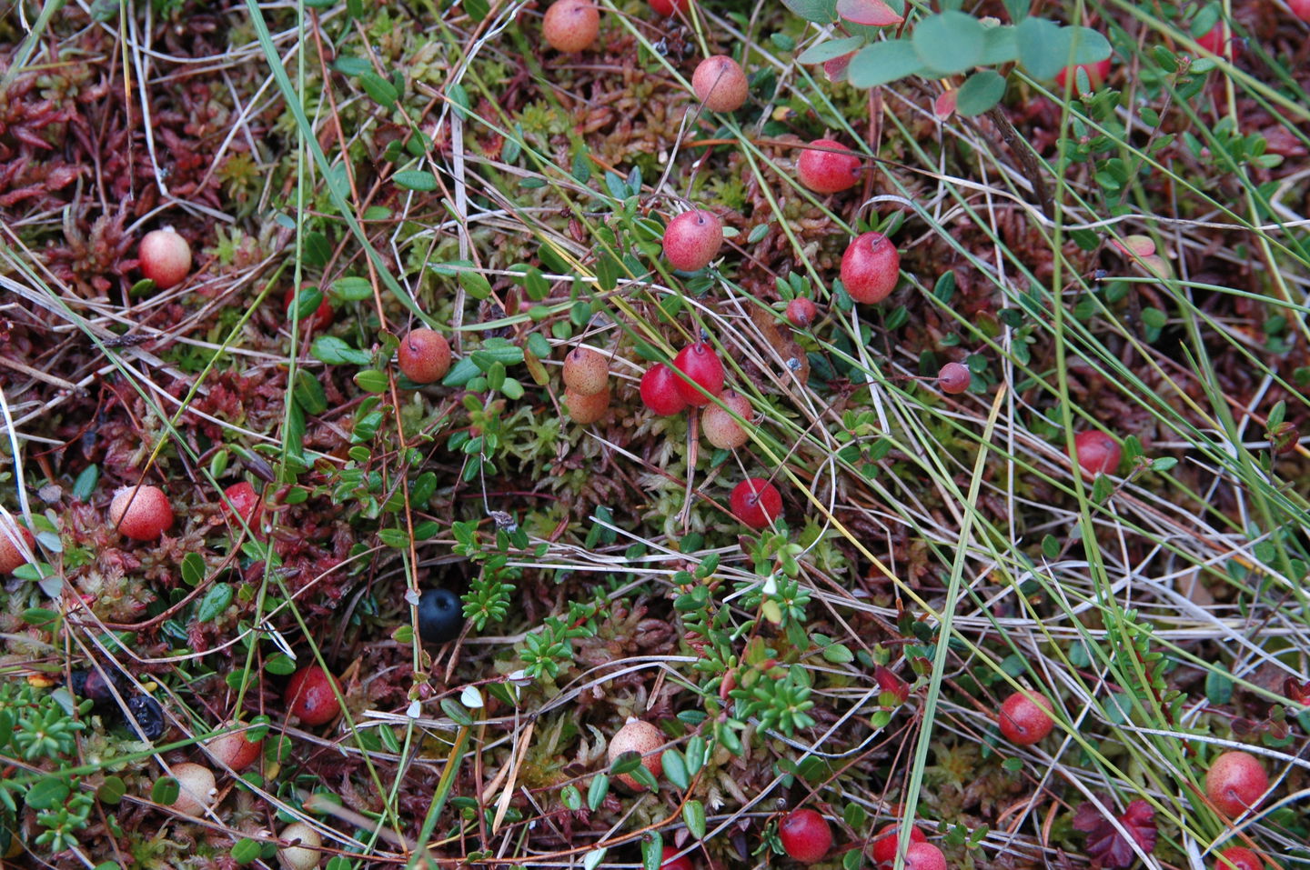 Tranbär på lilla myren